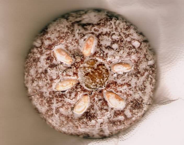 Не только штоллен и панеттоне. Топ-10 рождественских выпечек, которые вы должны попробовать хотя бы раз